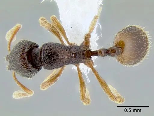 Stenamma hojarasca - CASENT0622132