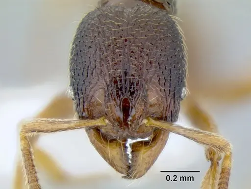 Stenamma hojarasca - CASENT0622132