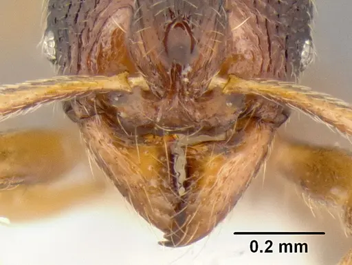 Stenamma hojarasca - CASENT0622132