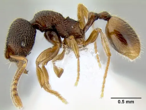 Stenamma hojarasca - CASENT0622132