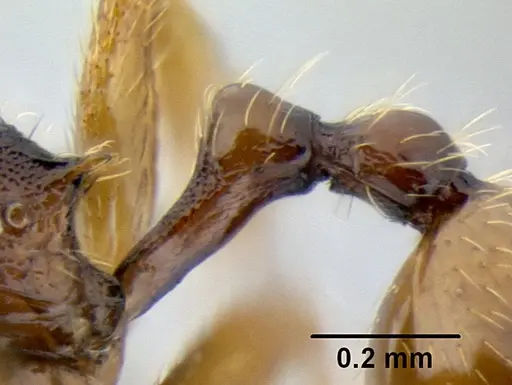 Stenamma hojarasca - CASENT0622132