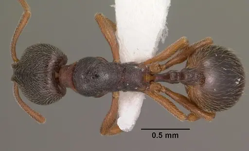 Stenamma huachucanum specimen
