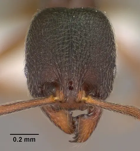 Stenamma huachucanum specimen