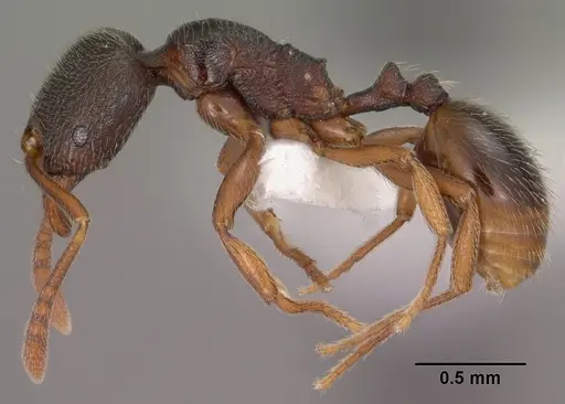 Stenamma huachucanum specimen