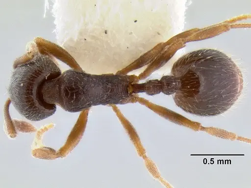 Stenamma huachucanum - CASENT0105666