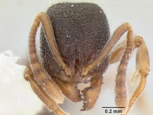 Stenamma huachucanum - CASENT0105666