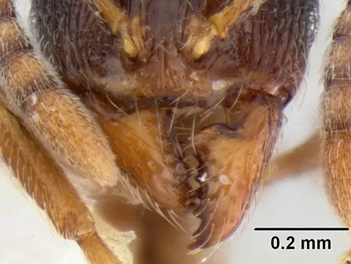 Stenamma huachucanum - CASENT0105666