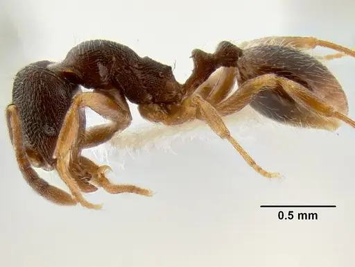 Stenamma huachucanum - CASENT0105666