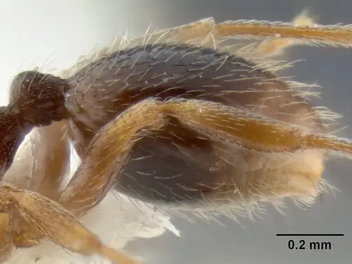 Stenamma huachucanum - CASENT0105666