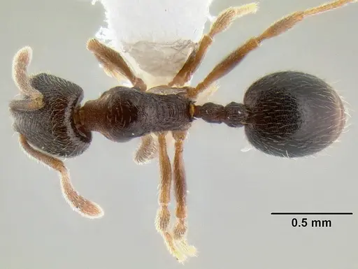 Stenamma huachucanum - CASENT0126215