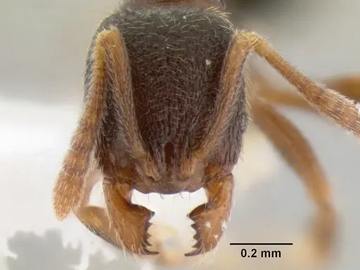 Stenamma huachucanum - CASENT0126215