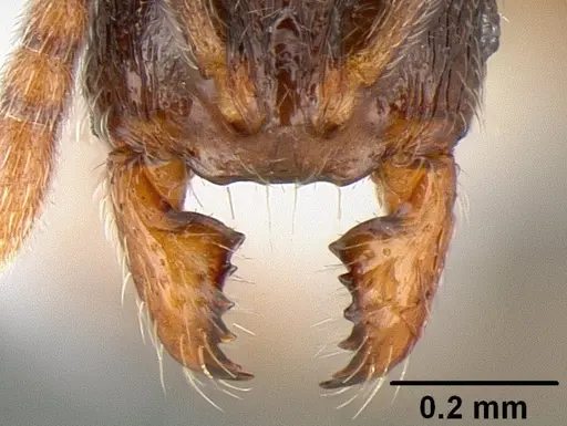 Stenamma huachucanum - CASENT0126215