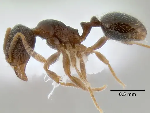 Stenamma huachucanum - CASENT0126215