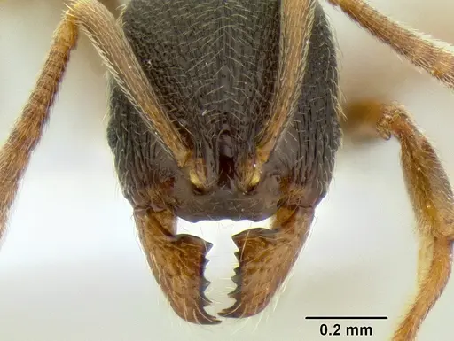 Stenamma huachucanum - CASENT0126554