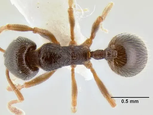 Stenamma huachucanum - CASENT0126556