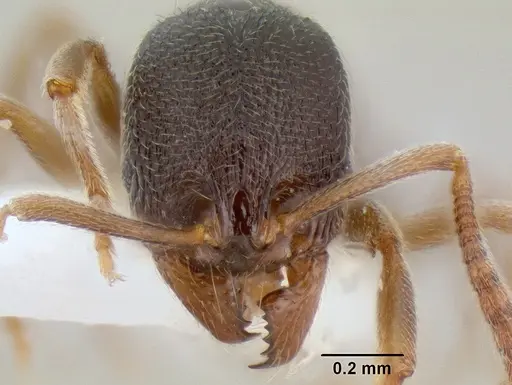 Stenamma huachucanum - CASENT0126556