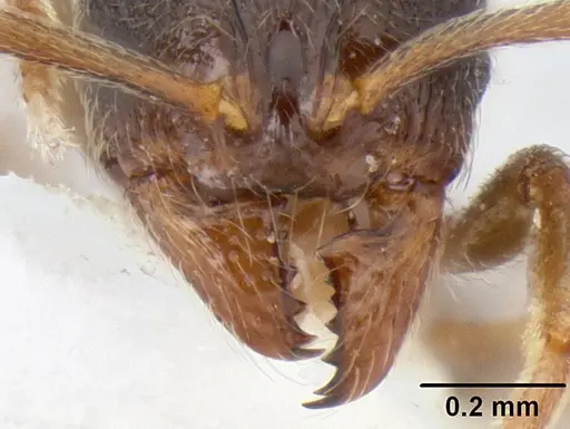 Stenamma huachucanum - CASENT0126556