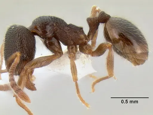 Stenamma huachucanum - CASENT0126556