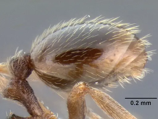 Stenamma huachucanum - CASENT0126556