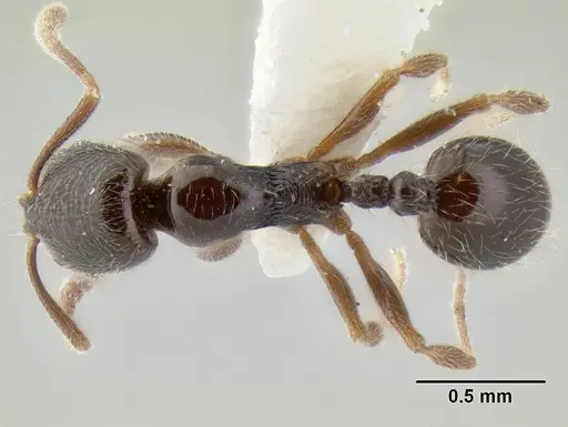 Stenamma huachucanum - CASENT0126566