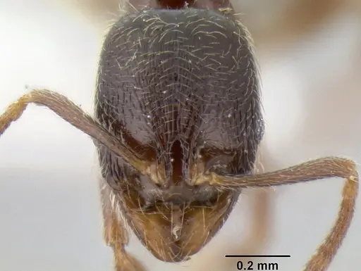 Stenamma huachucanum - CASENT0126566