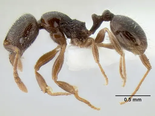 Stenamma huachucanum - CASENT0126566