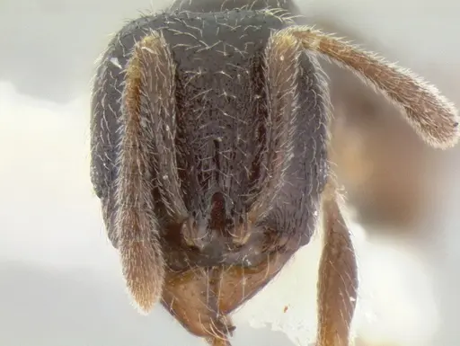 Stenamma huachucanum - CASENT0126577