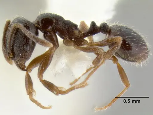 Stenamma huachucanum - CASENT0126577