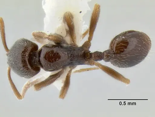 Stenamma huachucanum - CASENT0126583