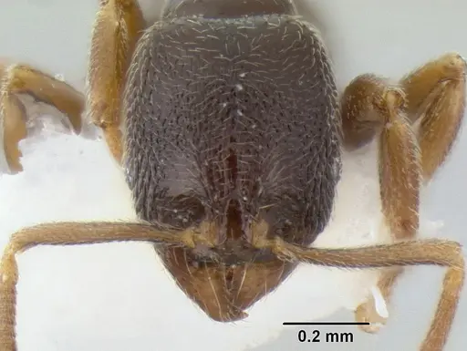 Stenamma huachucanum - CASENT0126583