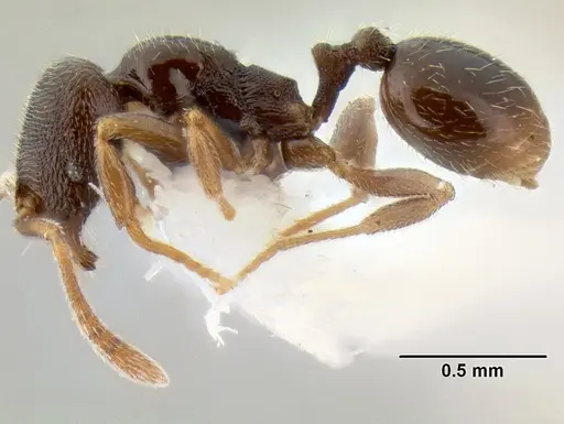 Stenamma huachucanum - CASENT0126583