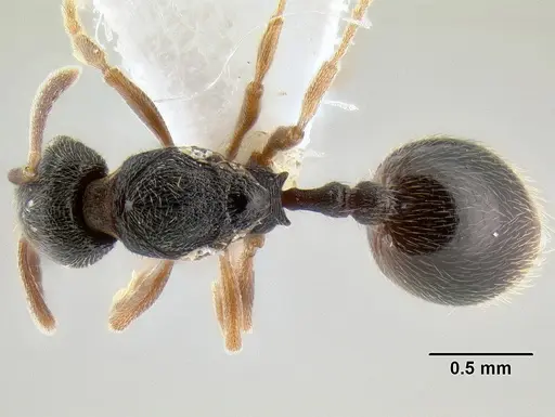 Stenamma huachucanum - CASENT0600094