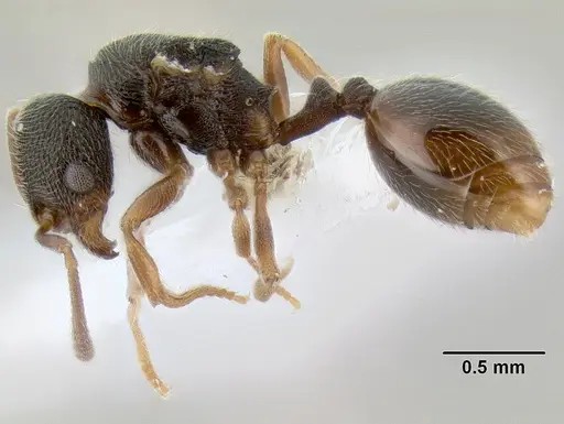 Stenamma huachucanum - CASENT0600094