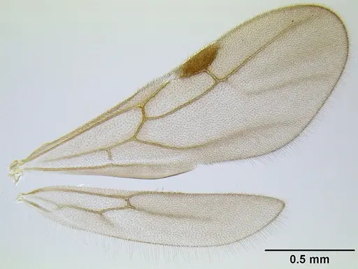 Stenamma huachucanum - CASENT0600094