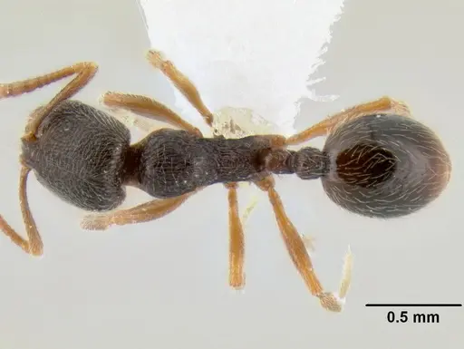 Stenamma huachucanum - CASENT0600124