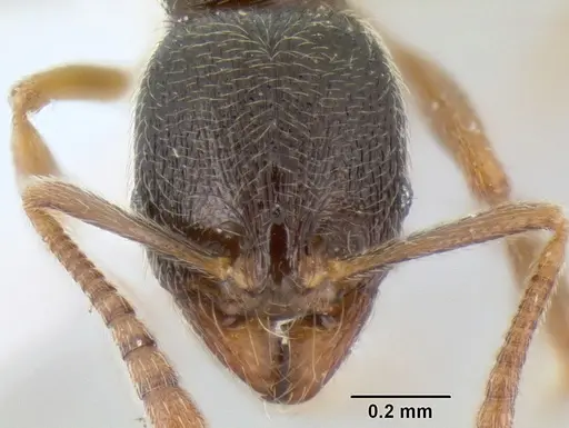 Stenamma huachucanum - CASENT0600124