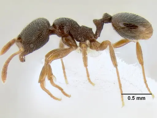 Stenamma huachucanum - CASENT0600124