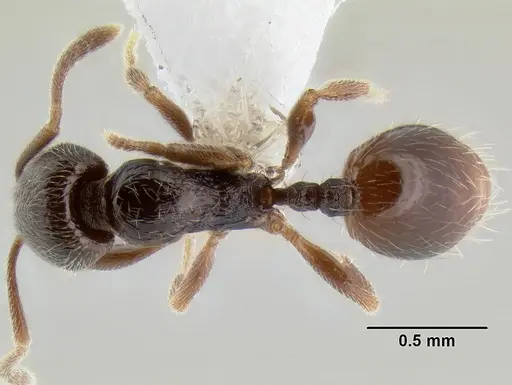 Stenamma huachucanum - CASENT0604596