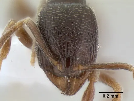 Stenamma huachucanum - CASENT0604596