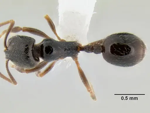 Stenamma huachucanum - CASENT0605412