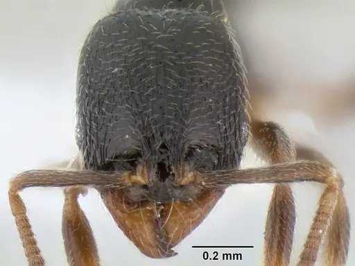 Stenamma huachucanum - CASENT0605412