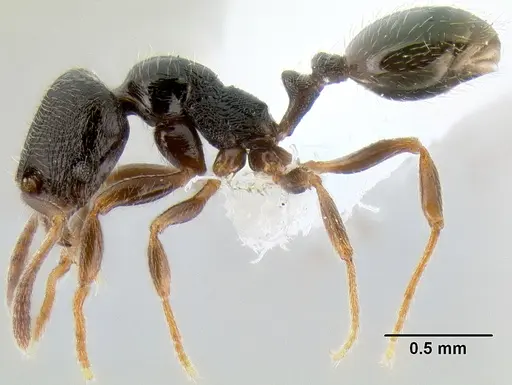 Stenamma huachucanum - CASENT0605412