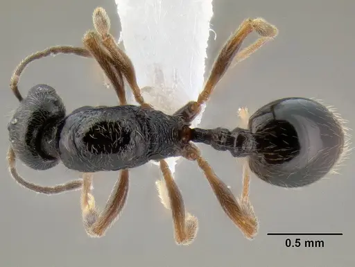 Stenamma huachucanum - CASENT0605610