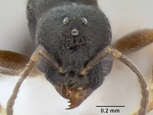 Stenamma huachucanum - CASENT0605610