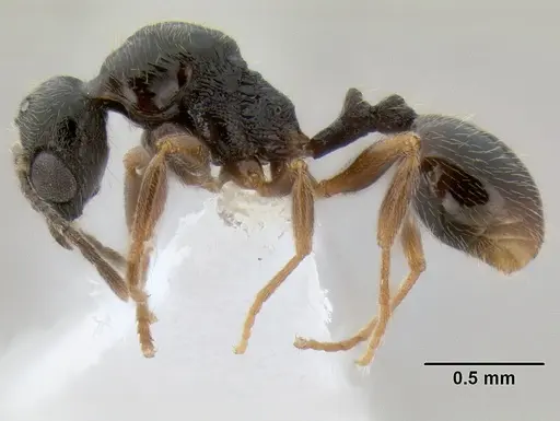 Stenamma huachucanum - CASENT0605610