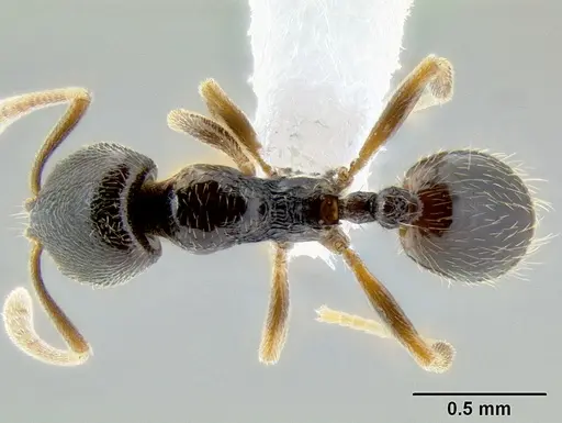 Stenamma huachucanum - CASENT0605616