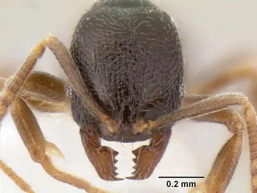 Stenamma huachucanum - CASENT0605616