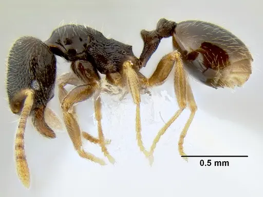 Stenamma huachucanum - CASENT0605616