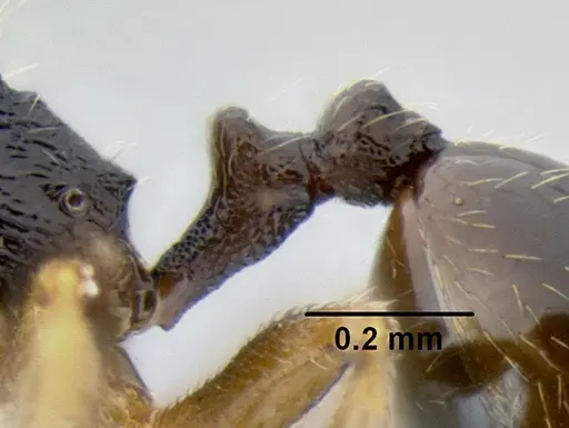 Stenamma huachucanum - CASENT0605616