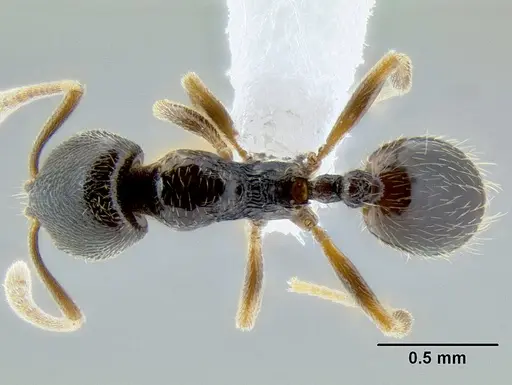 Stenamma huachucanum - CASENT0605647